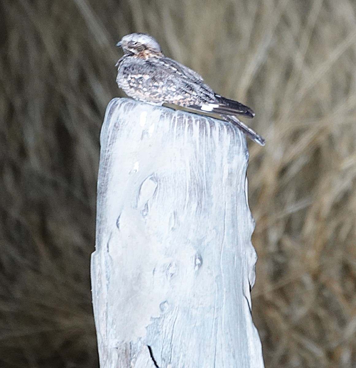 rustkinnattravn - ML646720075