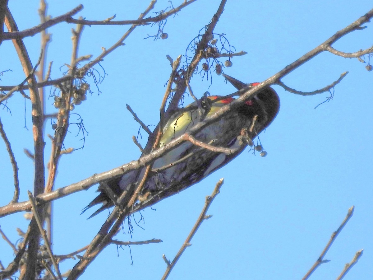 Red-naped Sapsucker - ML646720076