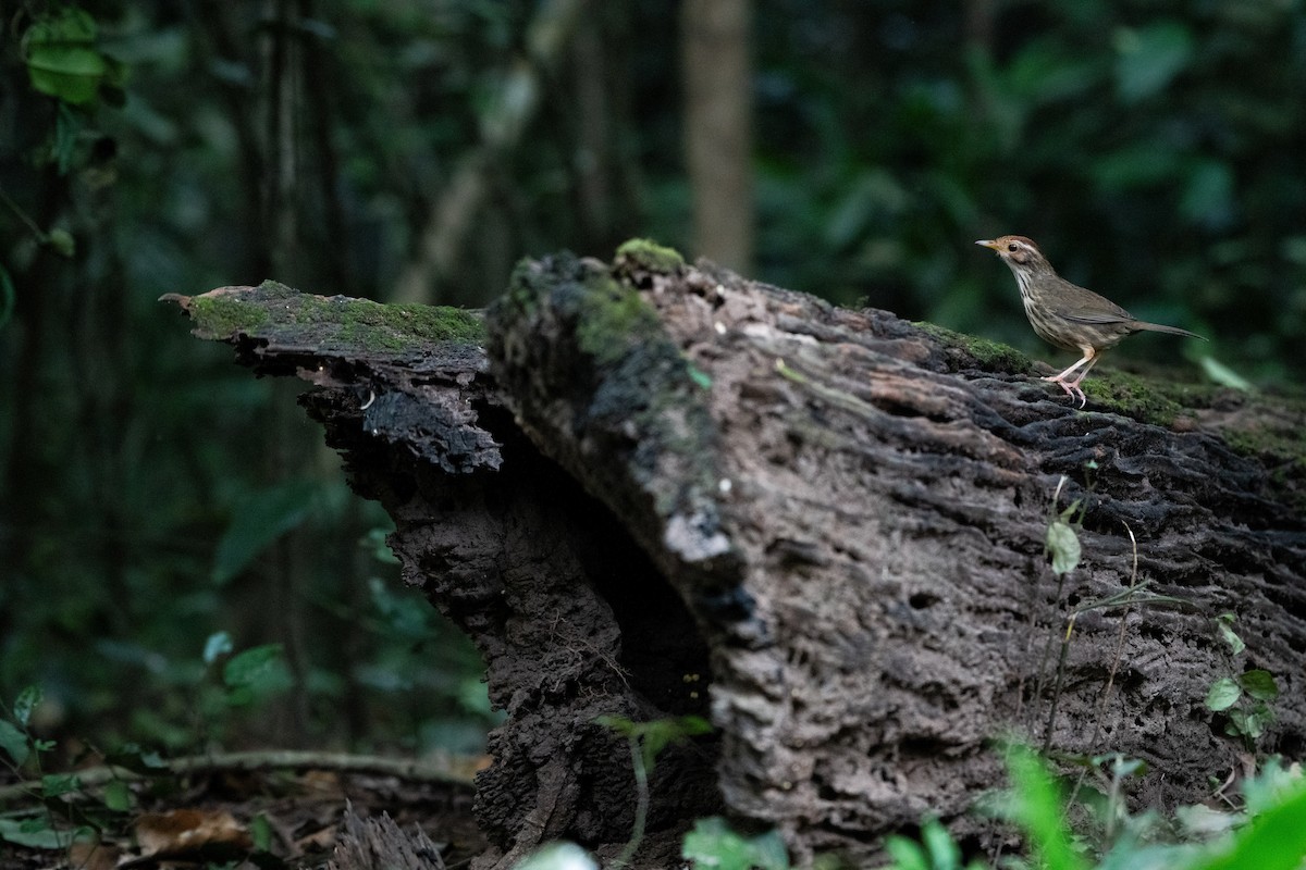 rødkronetimal - ML646720077