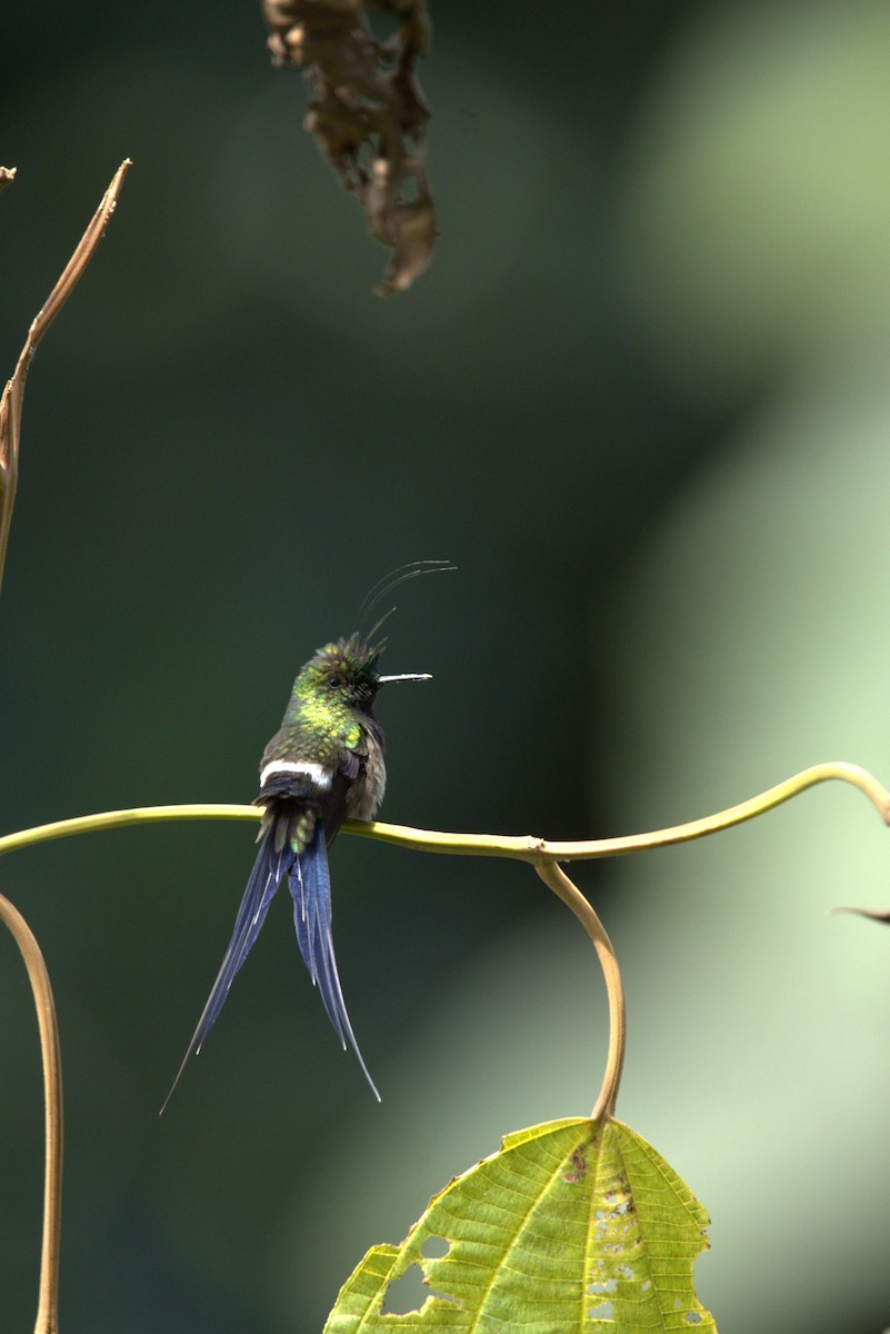 topptrådstjert - ML646720078