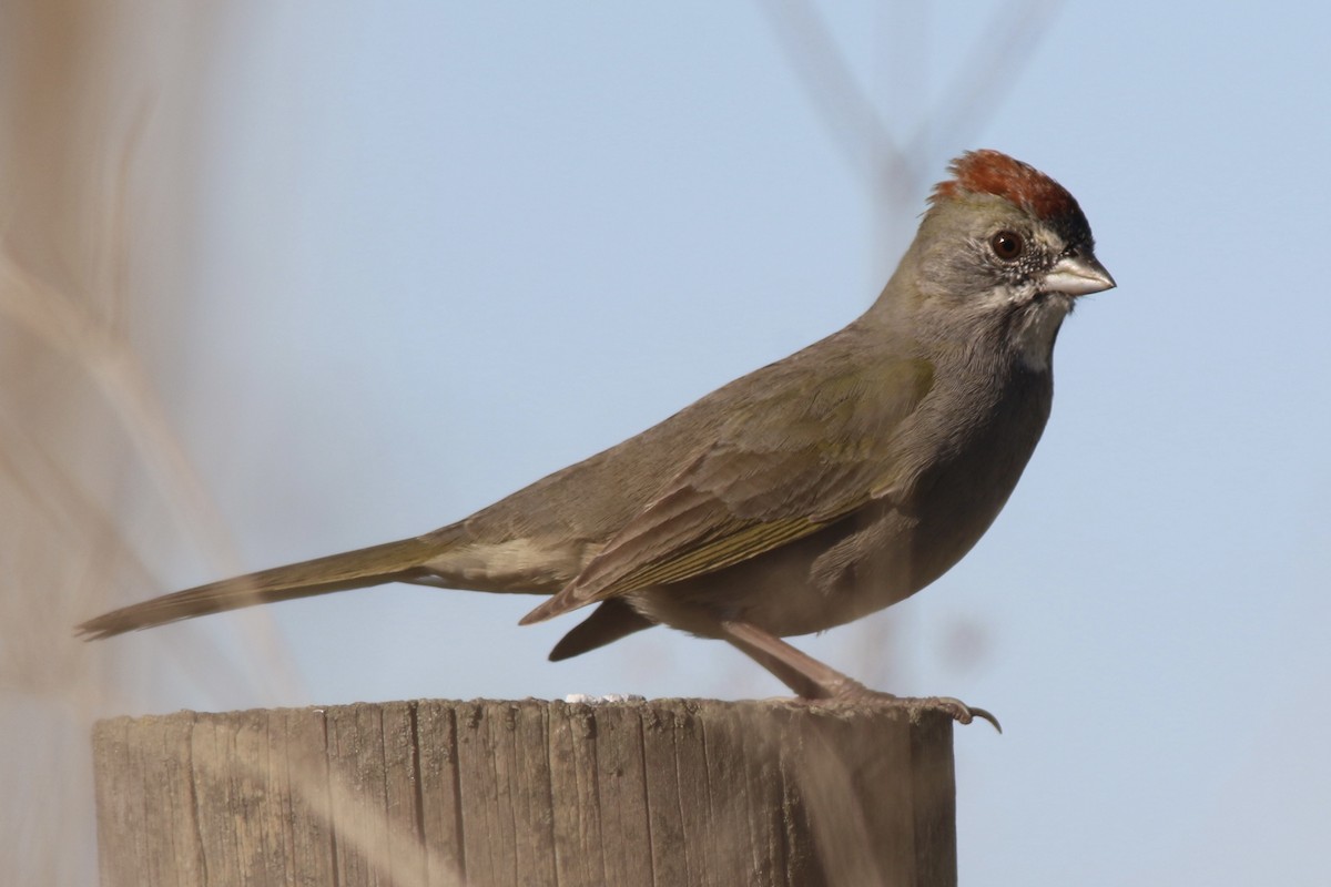 Green-tailed Towhee - ML646720079