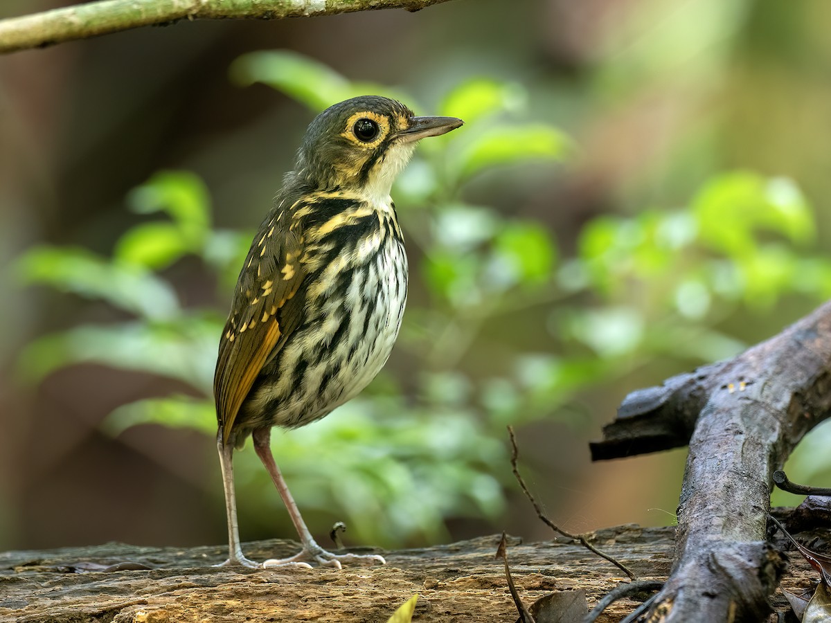 Streak-chested Antpitta - ML646720080