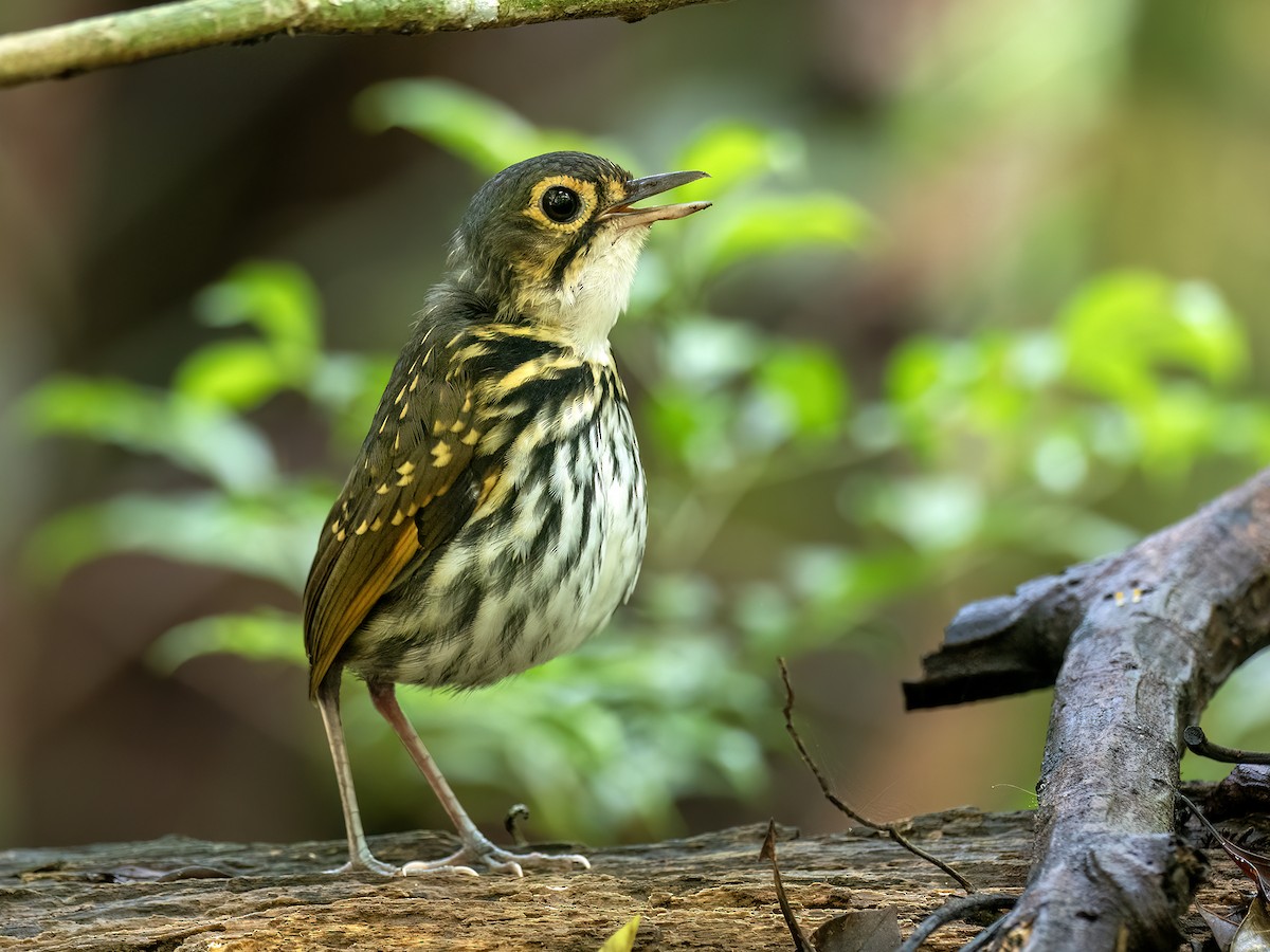 Streak-chested Antpitta - ML646720081