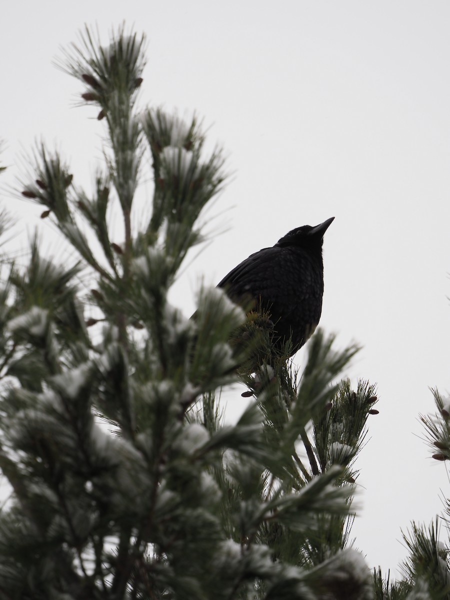 amerikakråke - ML646720083