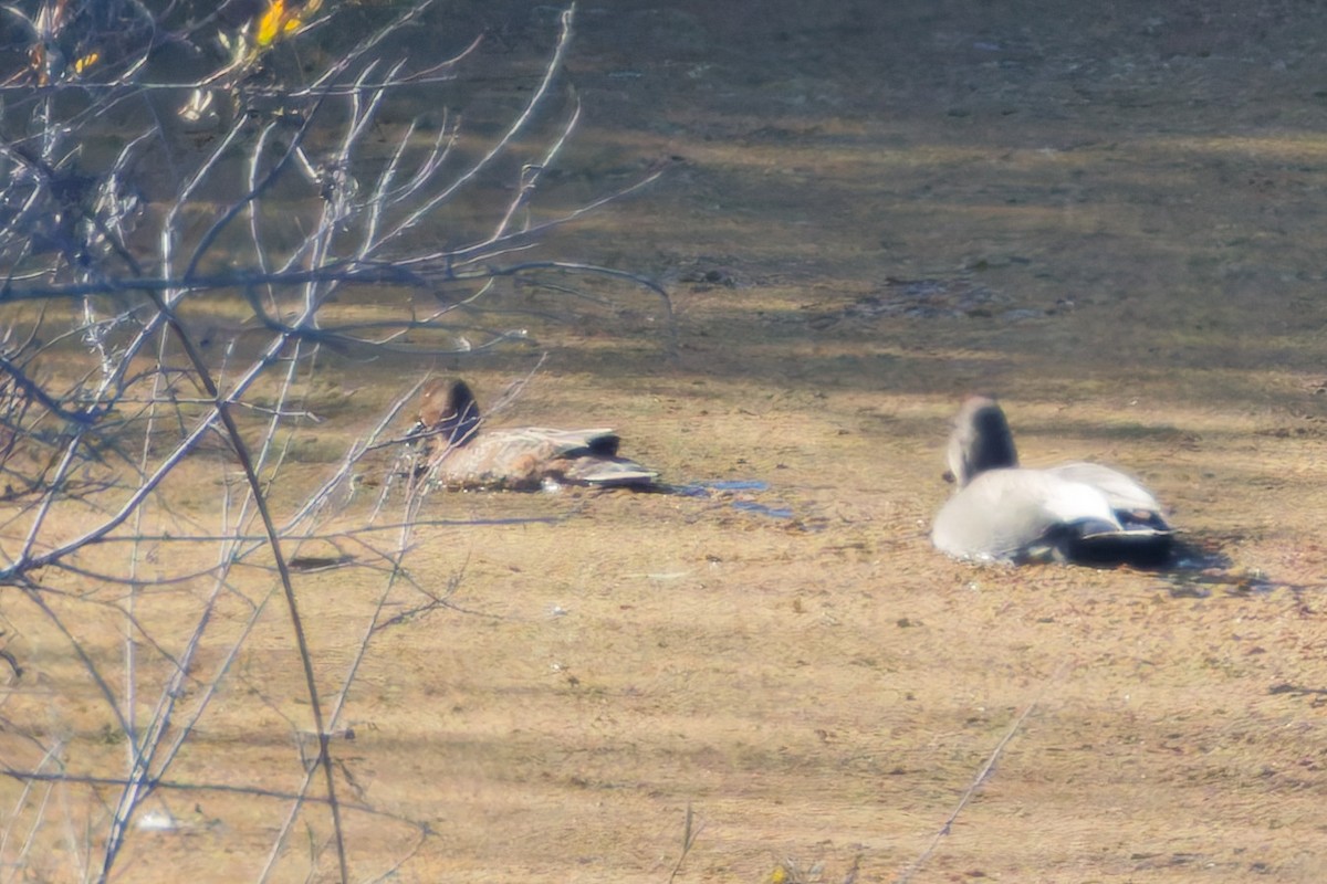 kaneland - ML646720085