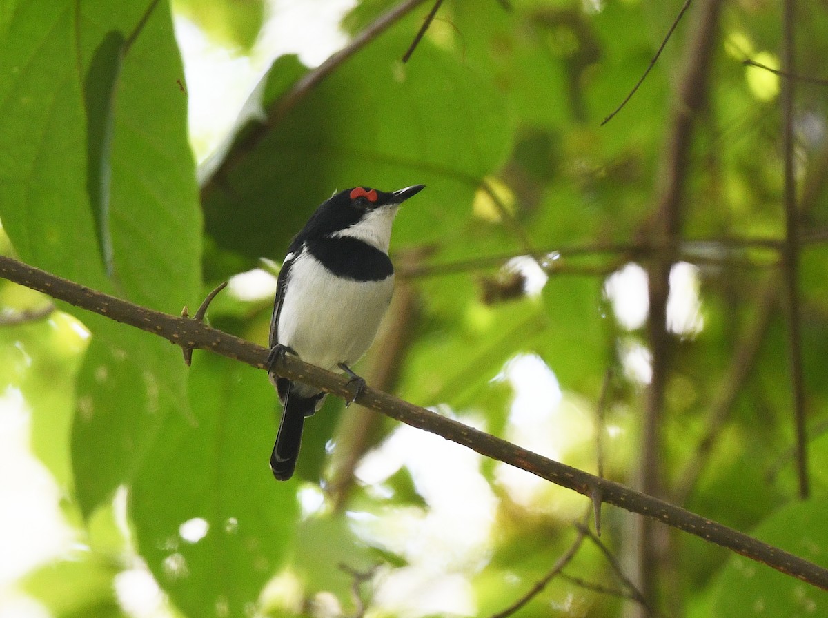 hvitvingepløsøye - ML646720086