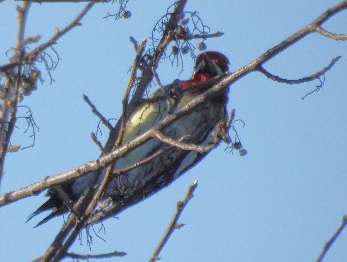 Red-naped Sapsucker - ML646720087