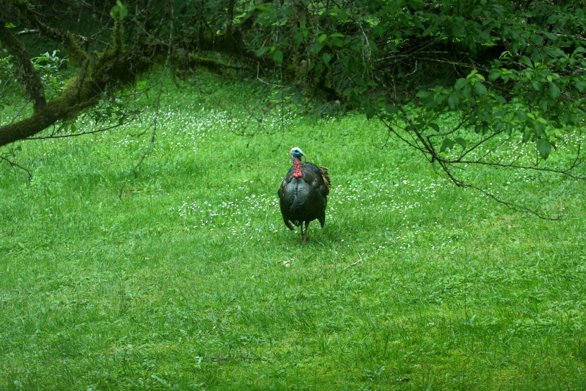 kalkun - ML646720088