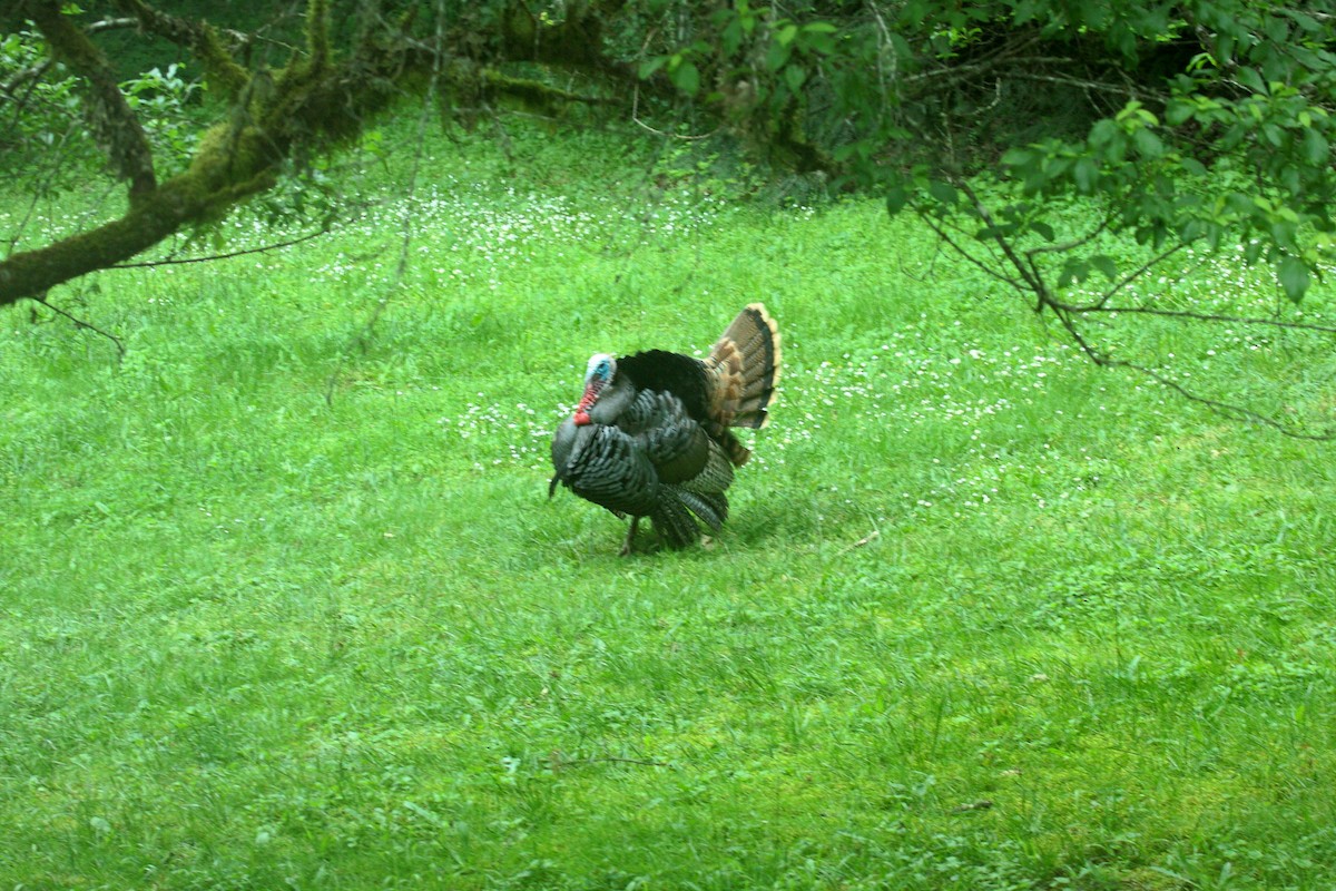 kalkun - ML646720089