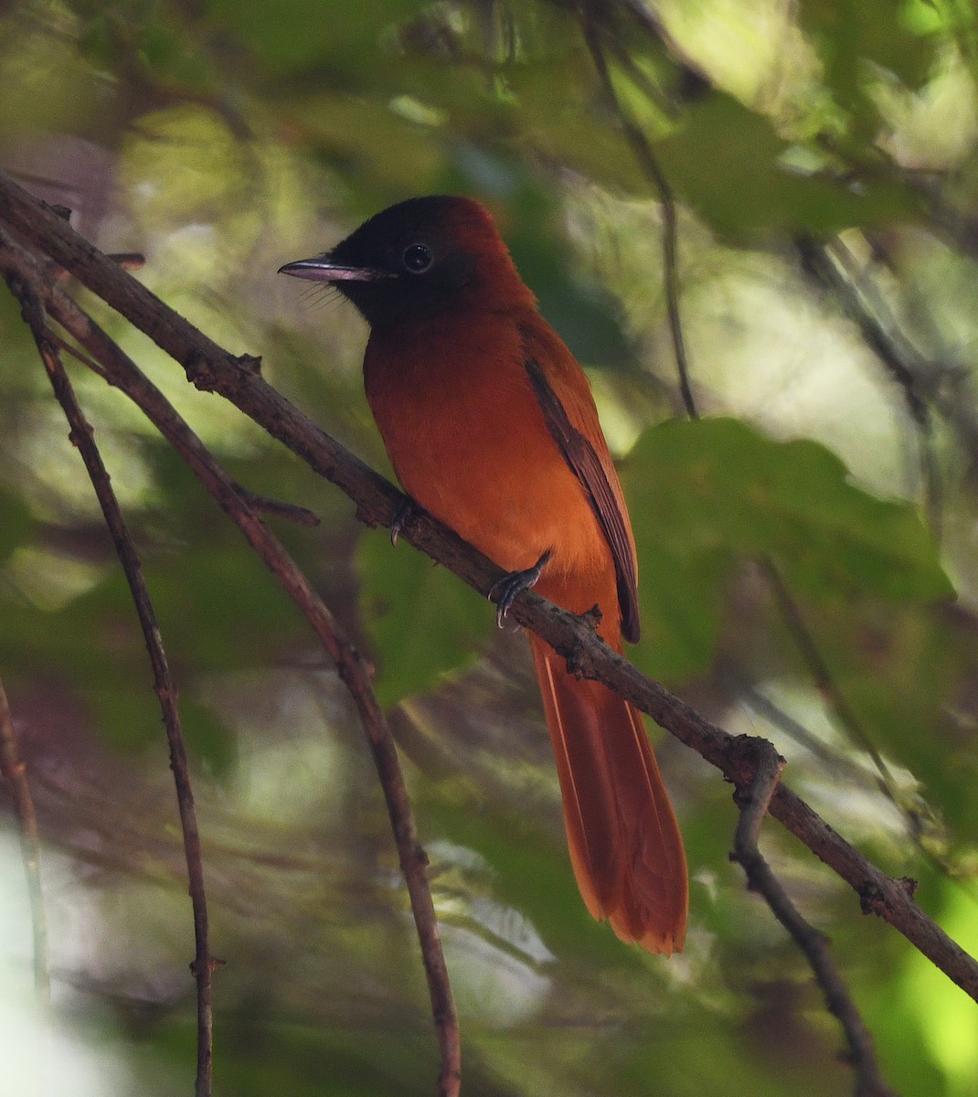 rødbukparadismonark (rufiventer gr.) - ML646720093
