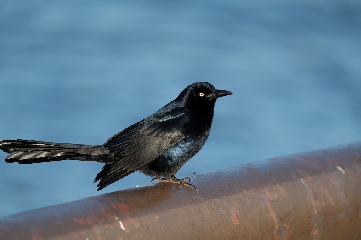 storstjerttrupial - ML646720097