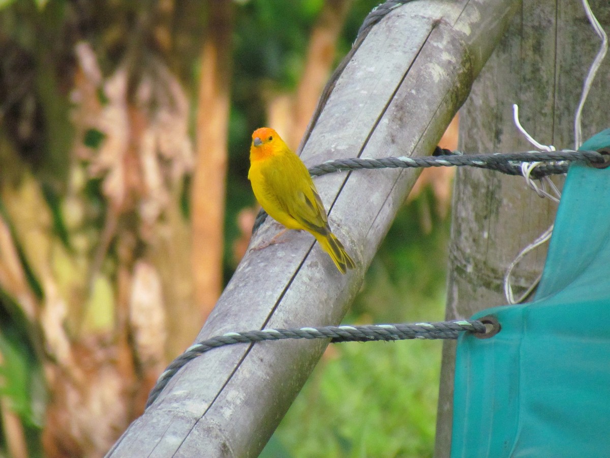 Saffron Finch - ML646720098