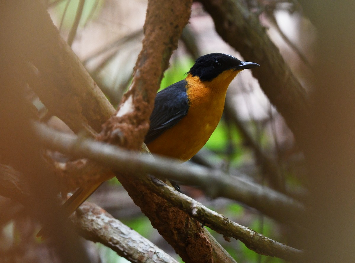 snøkronetrosteskvett - ML646720099