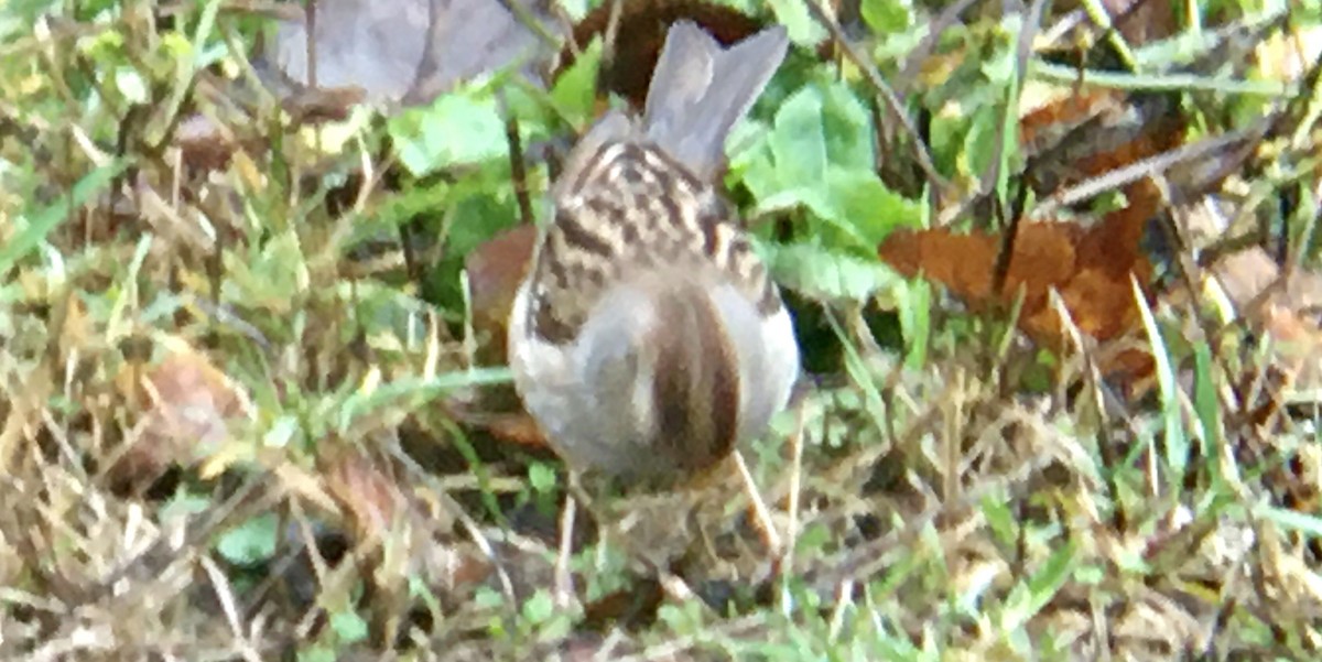 hvitkronespurv - ML646720100