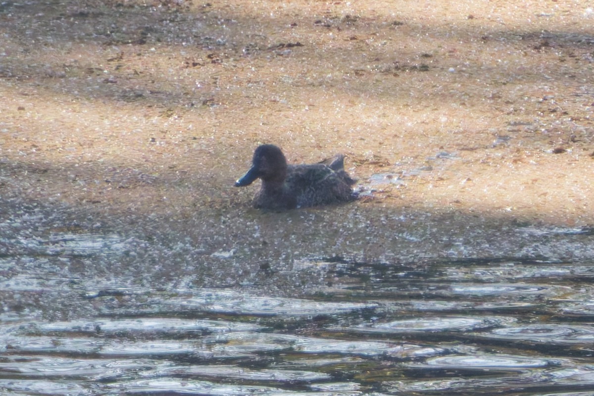 kaneland - ML646720101