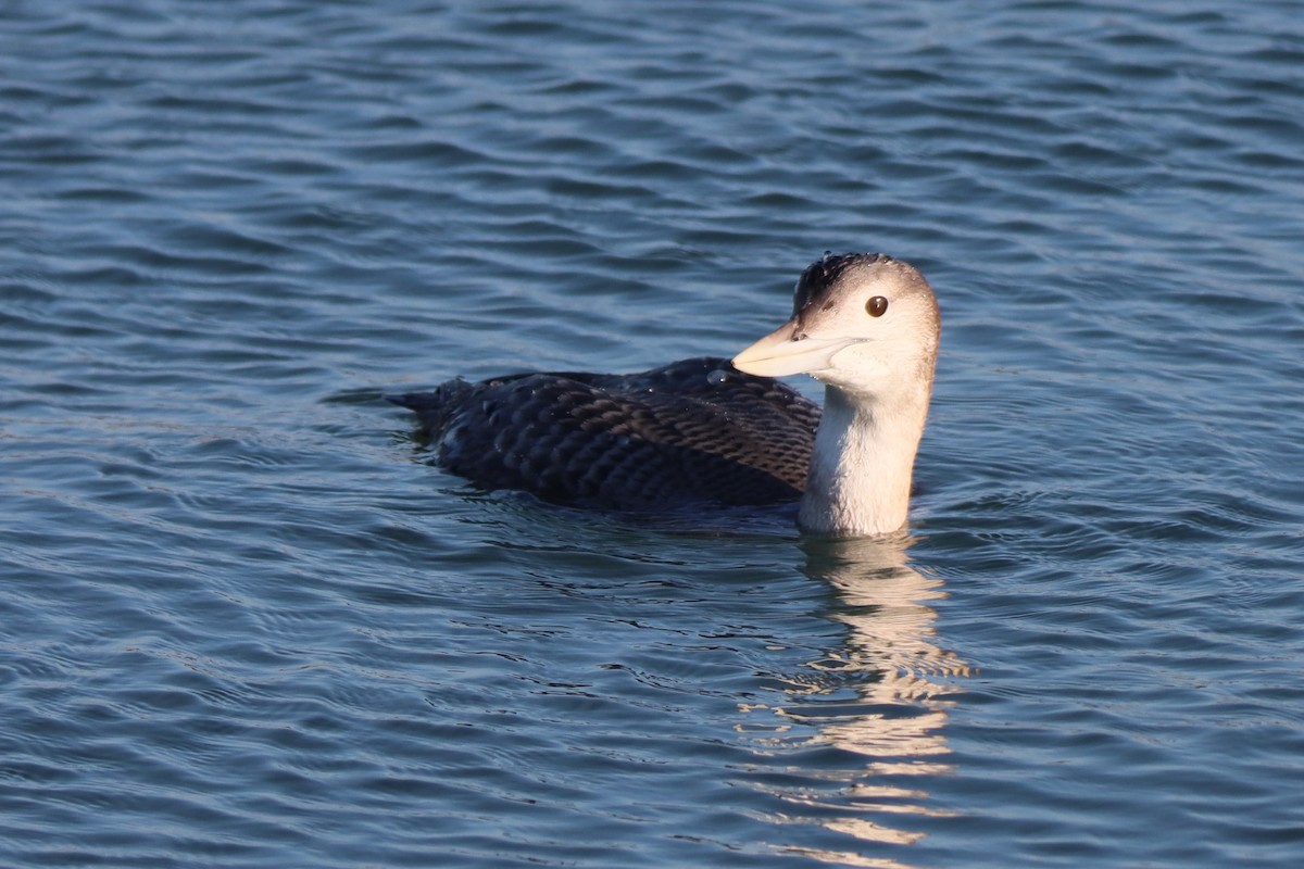 Yellow-billed Loon - ML646720105