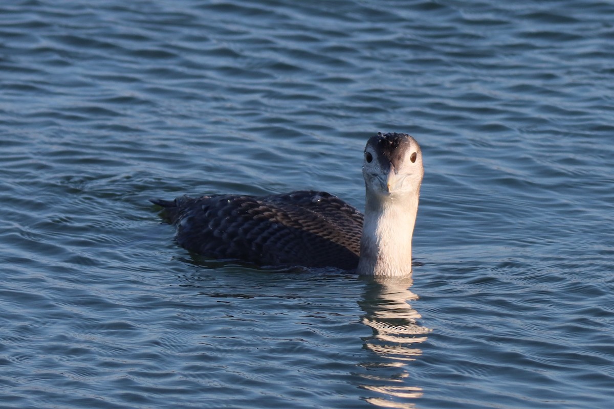 Yellow-billed Loon - ML646720106