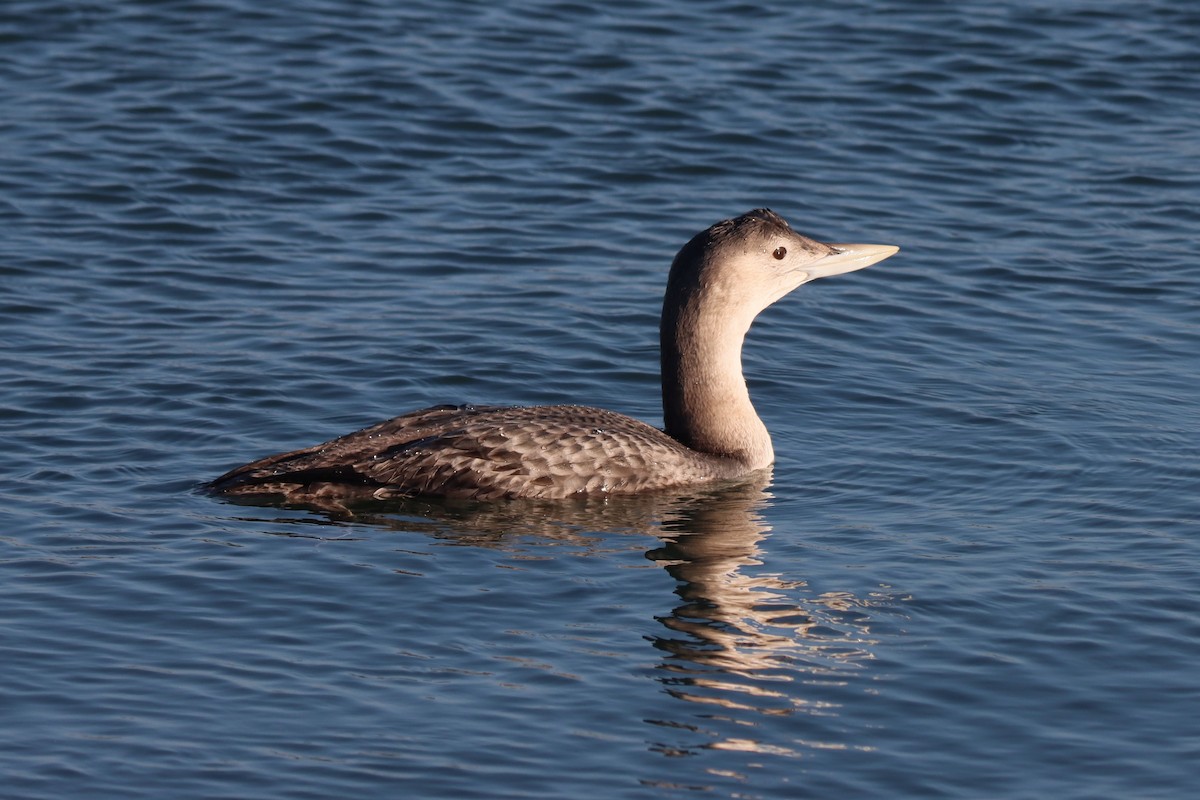 Yellow-billed Loon - ML646720107