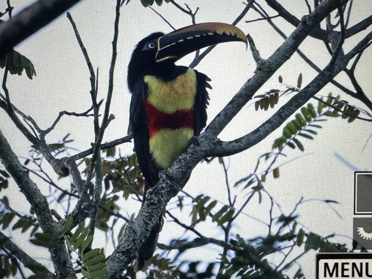 Kestane Kulaklı Arasari - ML646720108