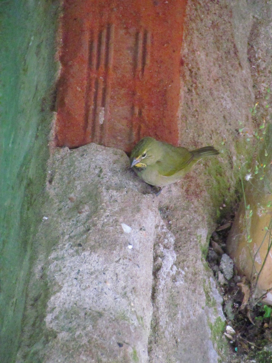 Yellow-faced Grassquit - ML646720109