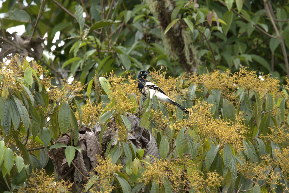 カササギフウキンチョウ - ML646720114
