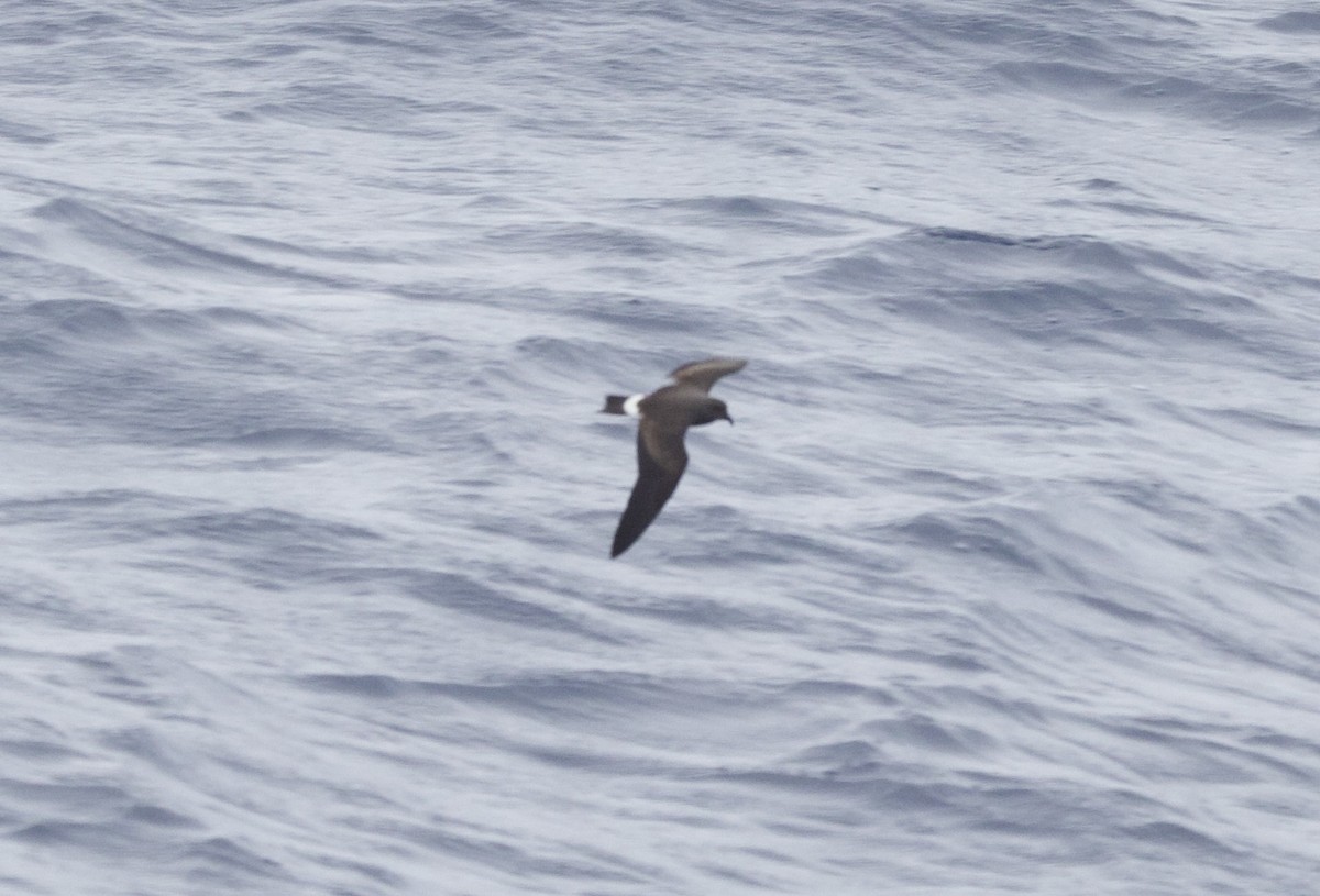 Madeyra Fırtınakırlangıcı - ML646720119