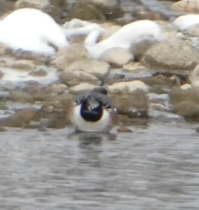 American Wigeon - ML646720121
