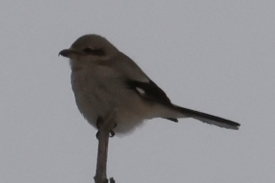 borealvarsler - ML646720123