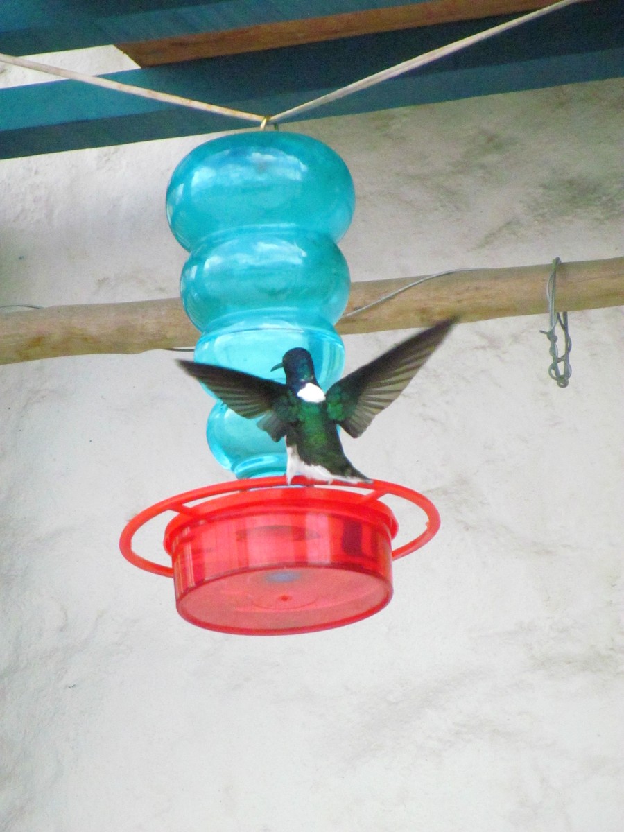 White-necked Jacobin - ML646720124