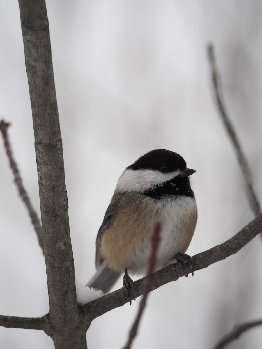 Mésange à tête noire - ML646720125