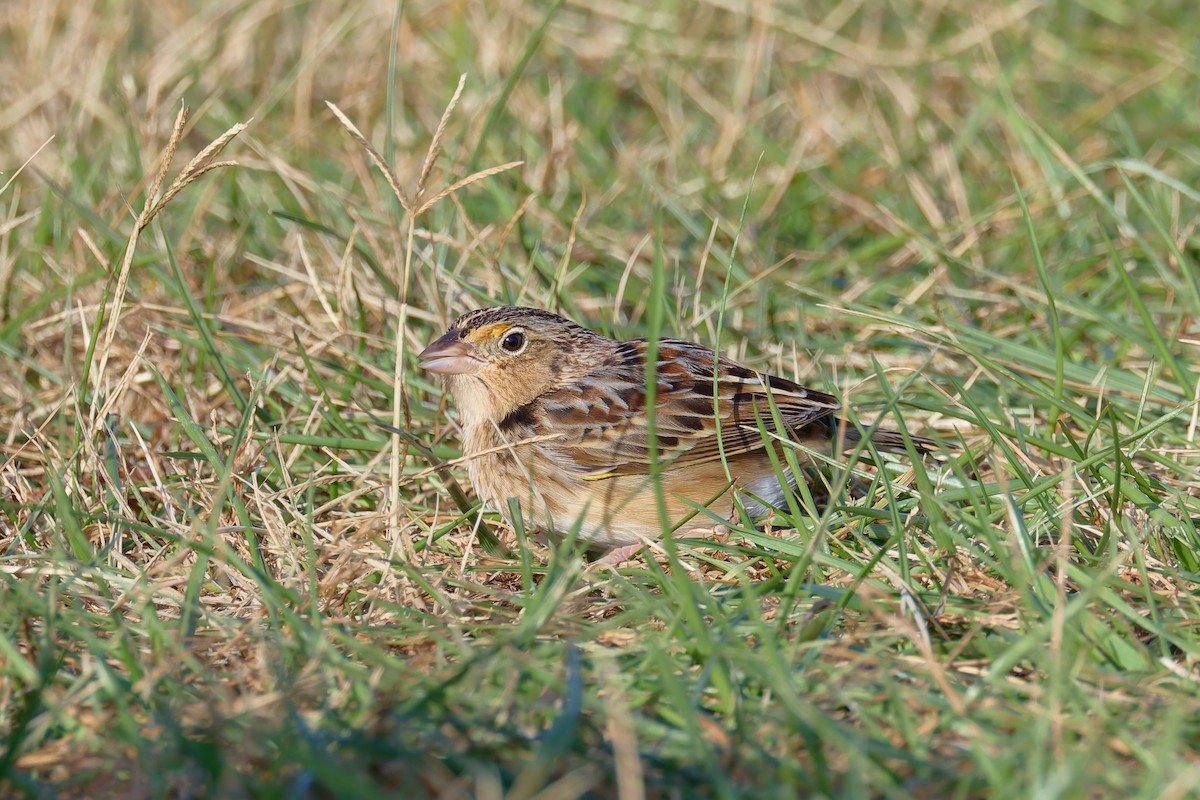 gresshoppespurv - ML646720127