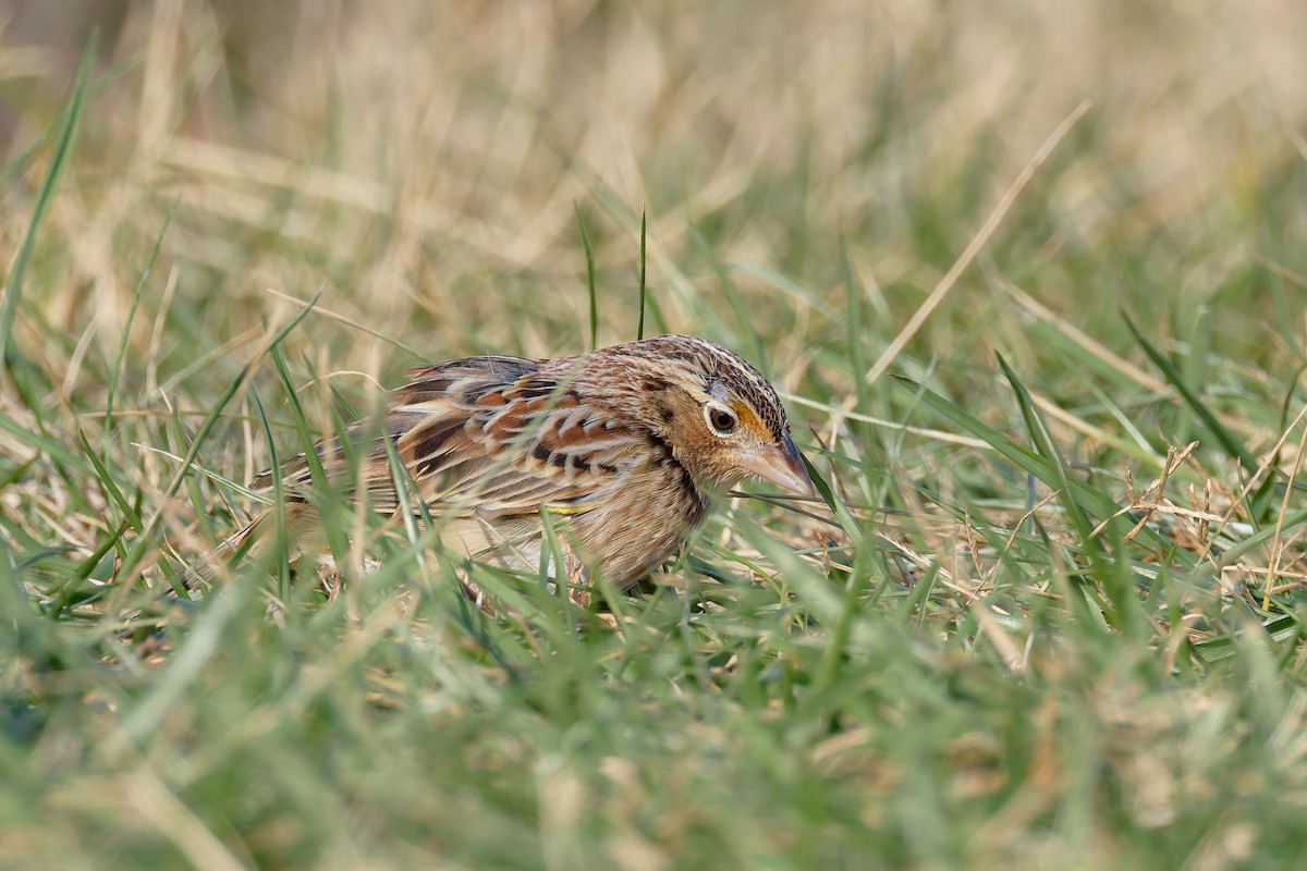 gresshoppespurv - ML646720129