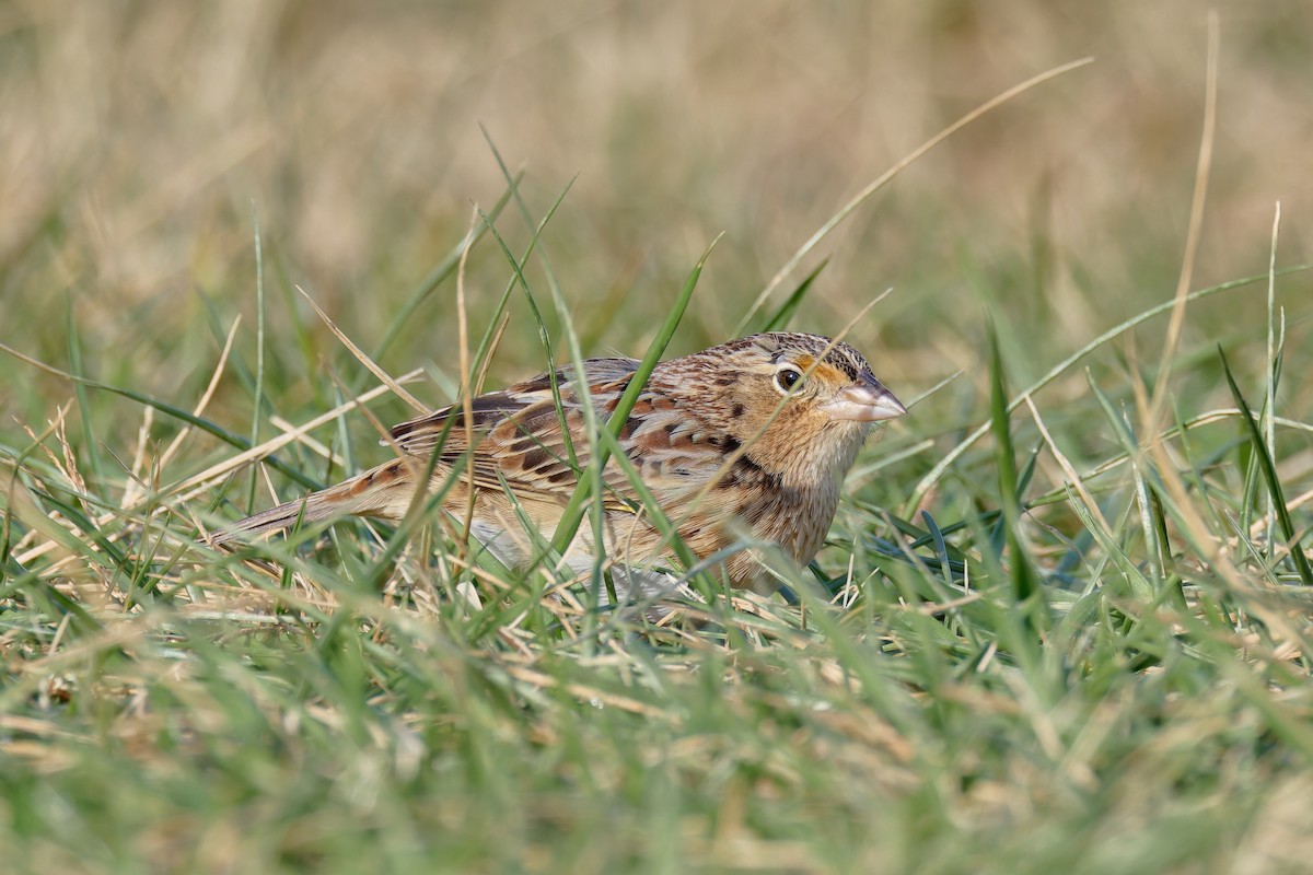 gresshoppespurv - ML646720131