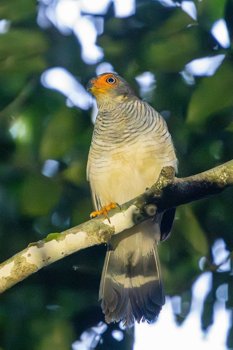 Cryptic Forest-Falcon - ML646720132
