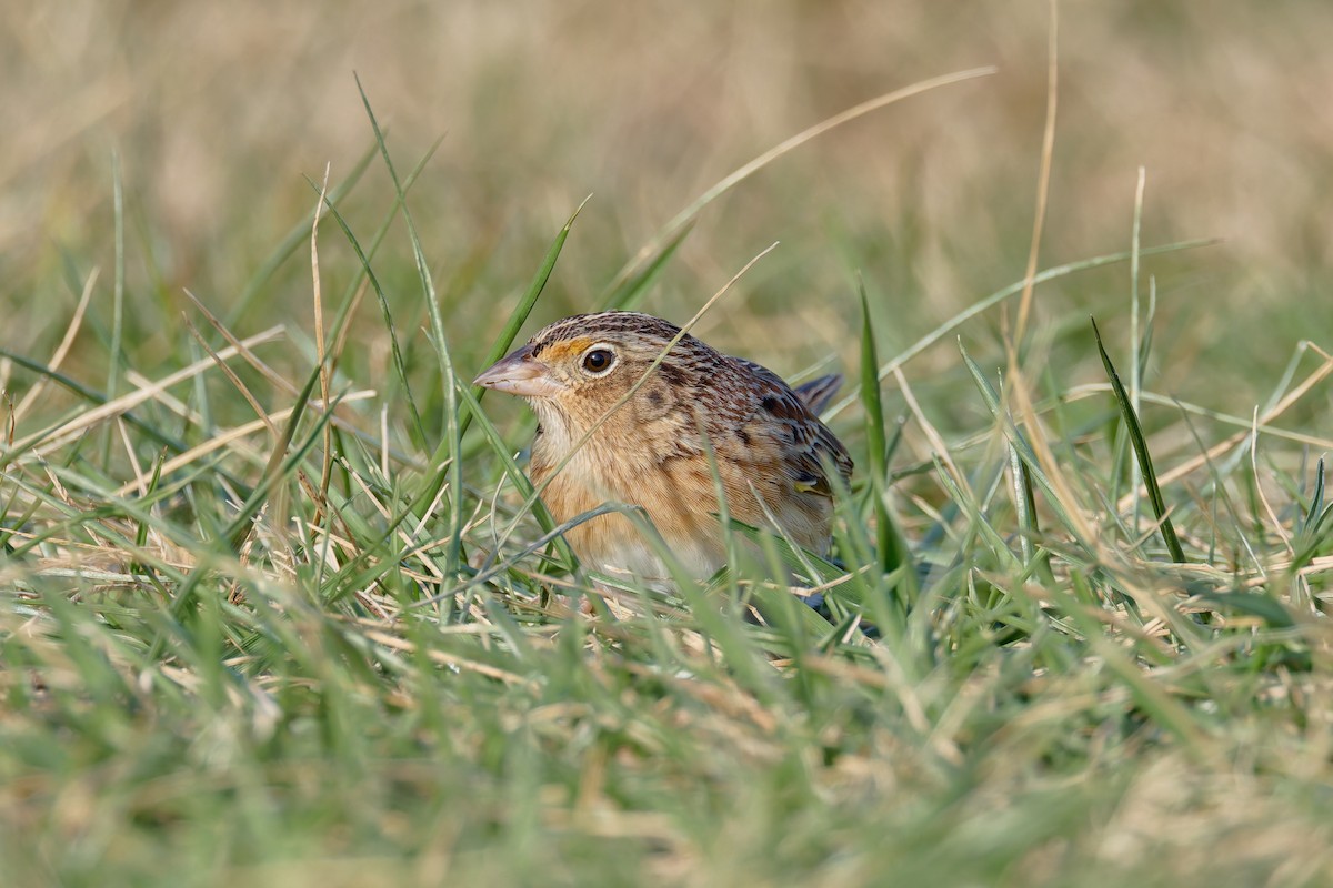 gresshoppespurv - ML646720134