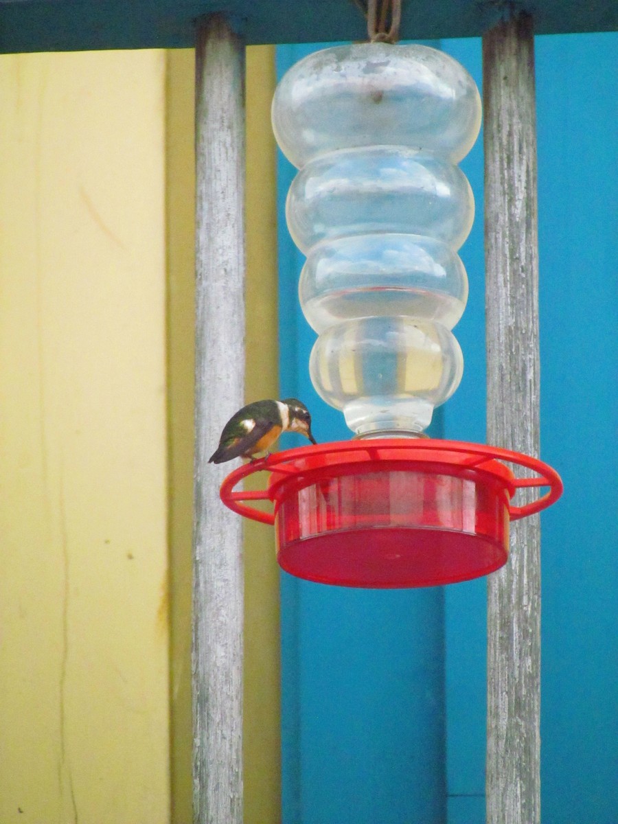 Purple-throated Woodstar - ML646720135