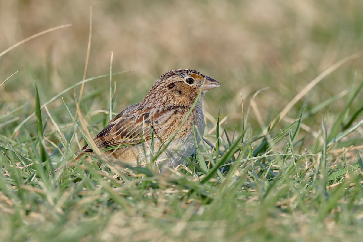 gresshoppespurv - ML646720136