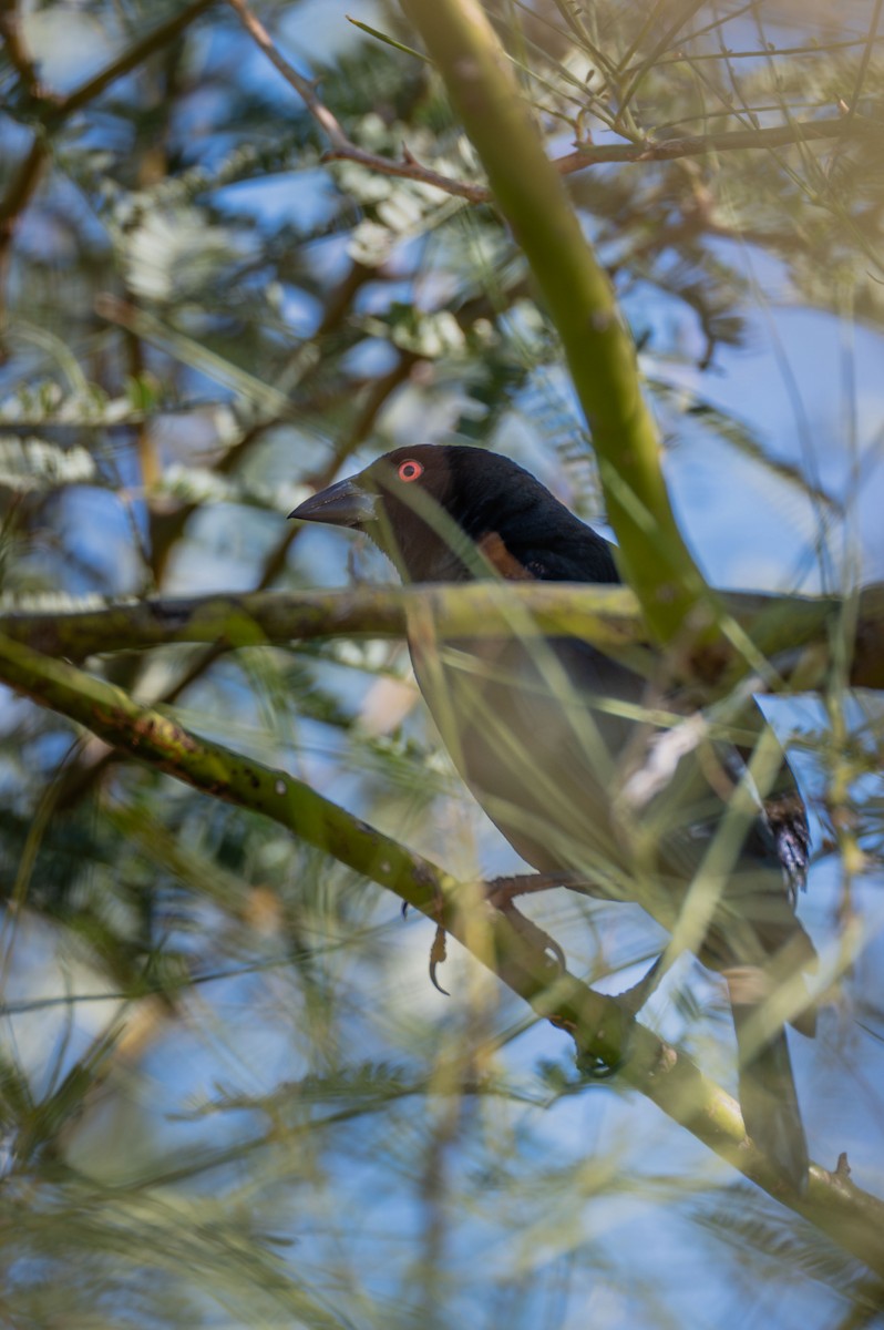 Bronzed Cowbird - ML646720137