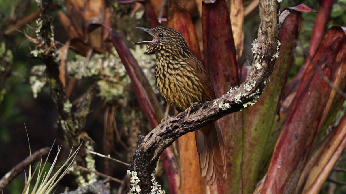 Flammulated Treehunter - ML646720141