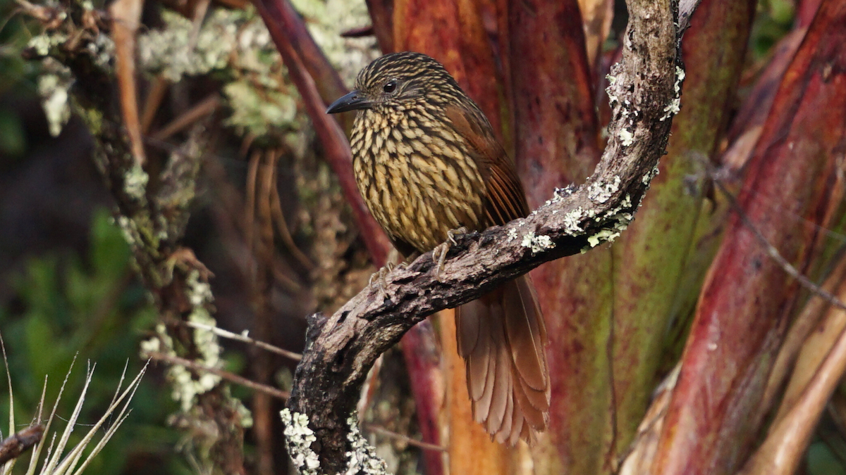 Flammulated Treehunter - ML646720142