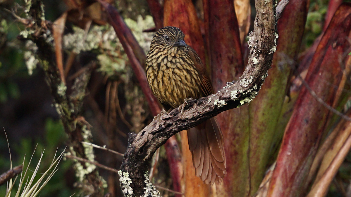 Flammulated Treehunter - ML646720143