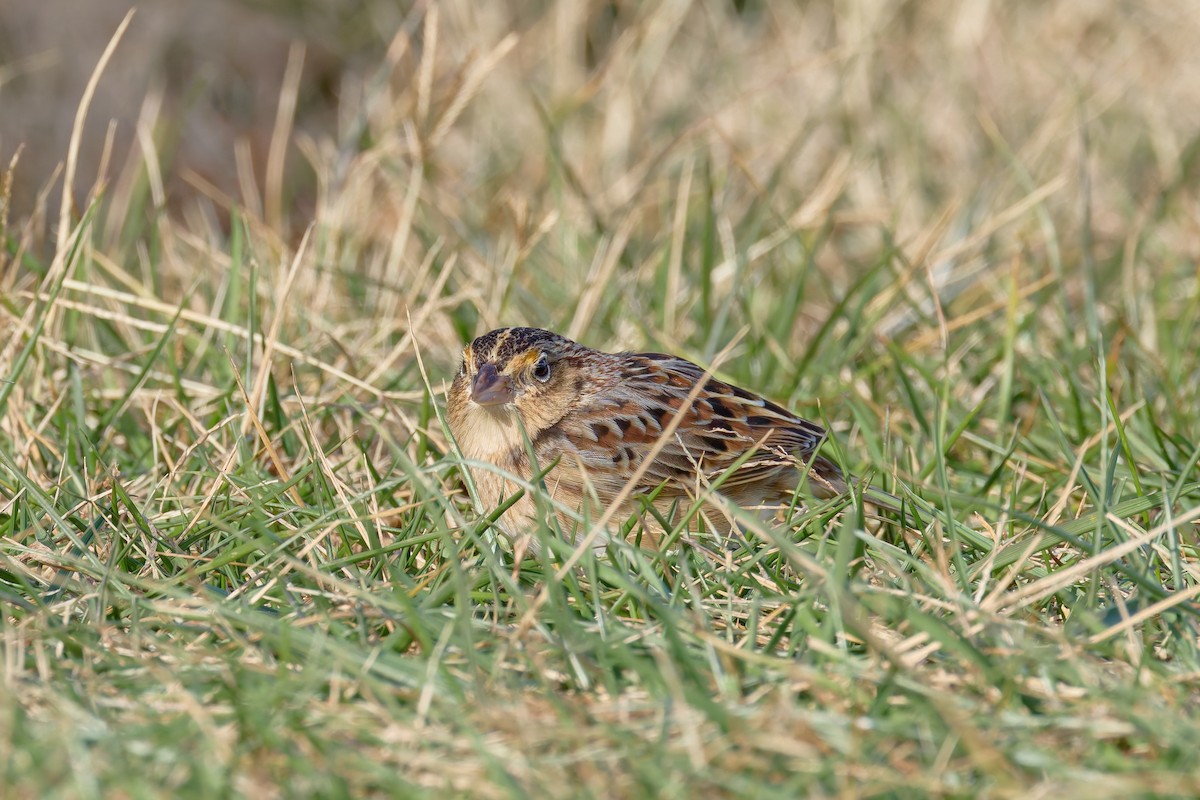 gresshoppespurv - ML646720145