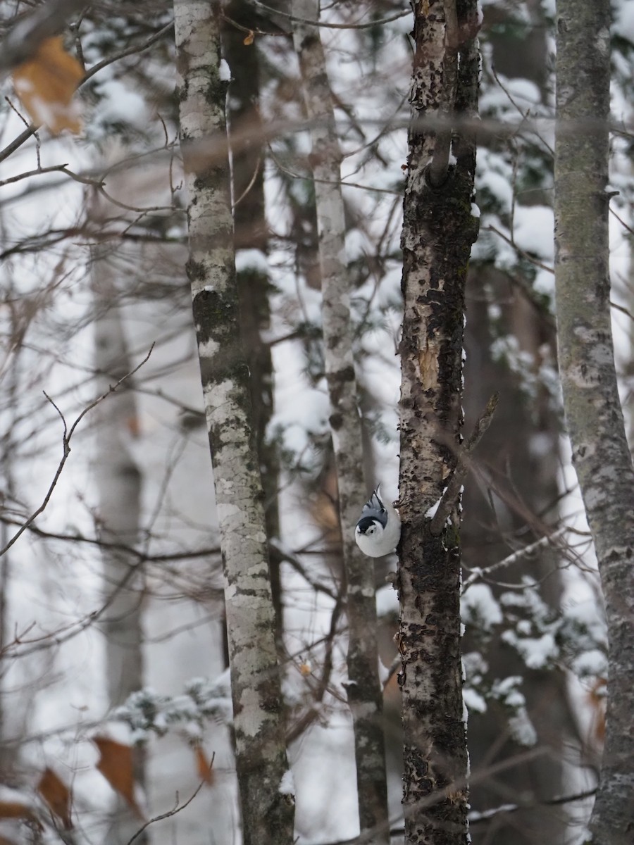 Sittelle à poitrine blanche - ML646720146