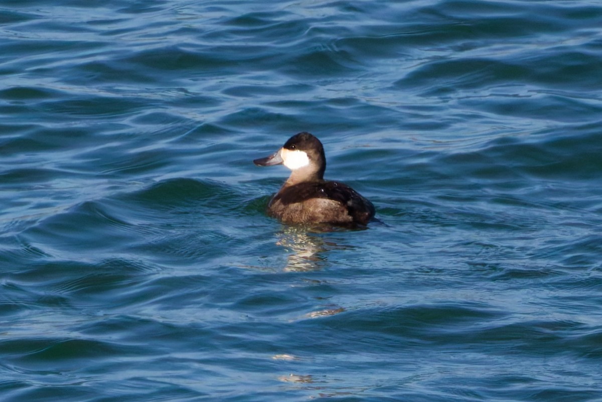 Schwarzkopf-Ruderente - ML646720148