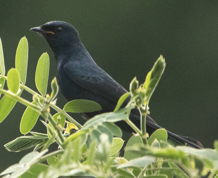 Black Cuckooshrike - ML646720154