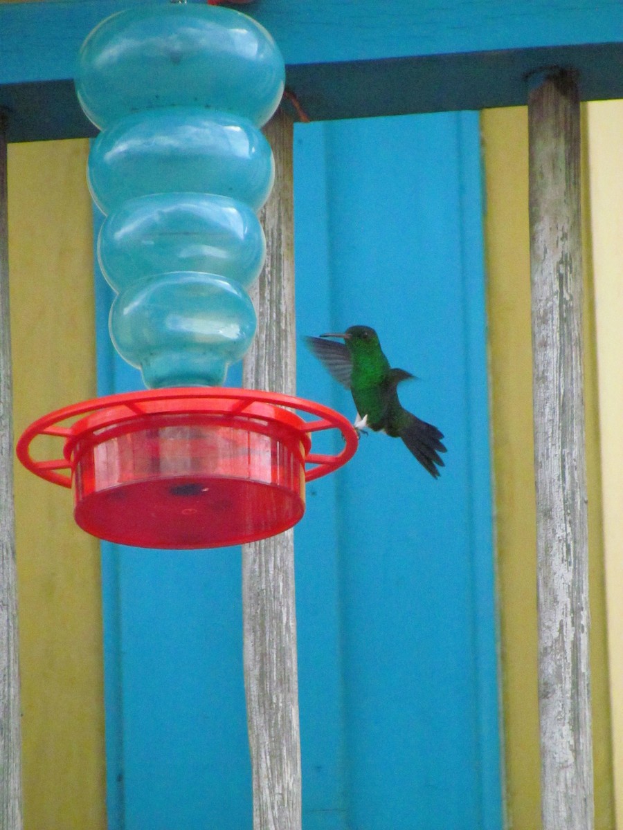 Steely-vented Hummingbird - ML646720156