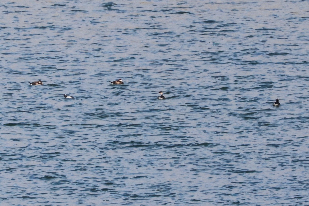 Schwarzkopf-Ruderente - ML646720157