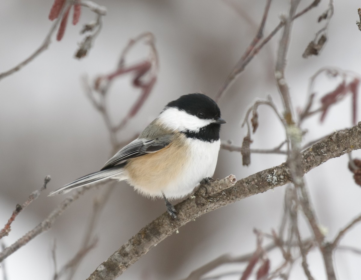 Черношапочная гаичка - ML646720158