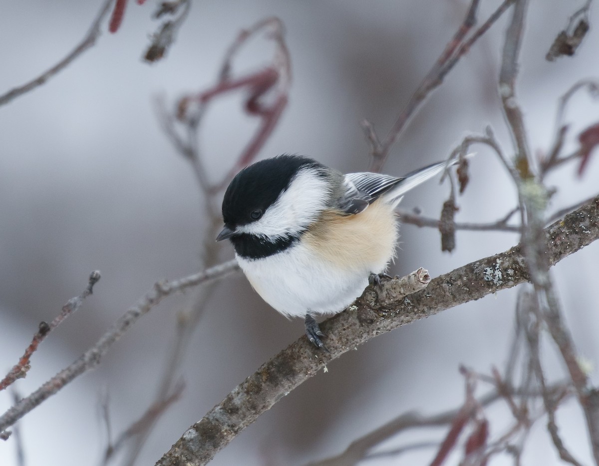 Черношапочная гаичка - ML646720159