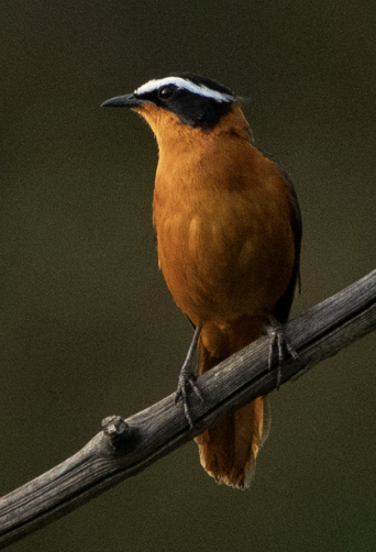 White-browed Robin-Chat - ML646720160